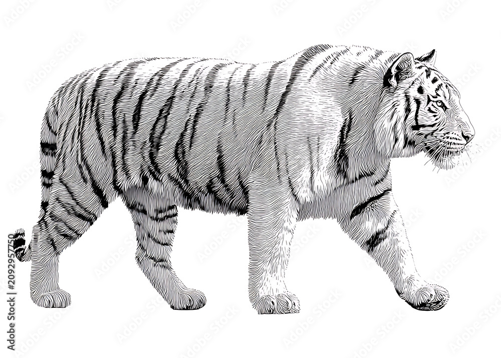 Obraz premium Action Shot of White Tiger Walking in Natural Habitat - Wildlife Illustration