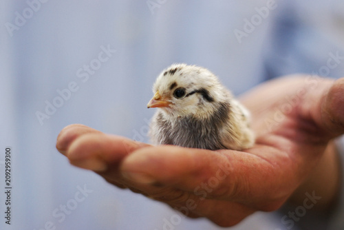Close-up of a newly hatched chick resting in the palm of a farmer's hand. Soft feathers, gentle handling, and shallow depth of field create a warm and caring farm life scene focused on animal welfare 
