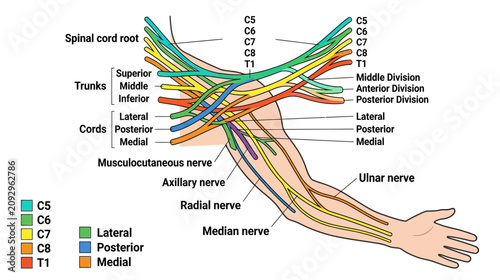 Принти на полотні Diagram of Human Brachial Plexus and Arm Nerves with Labels