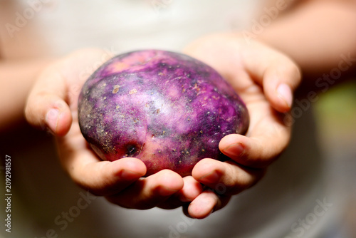 Hands holding purple peruvian potato.