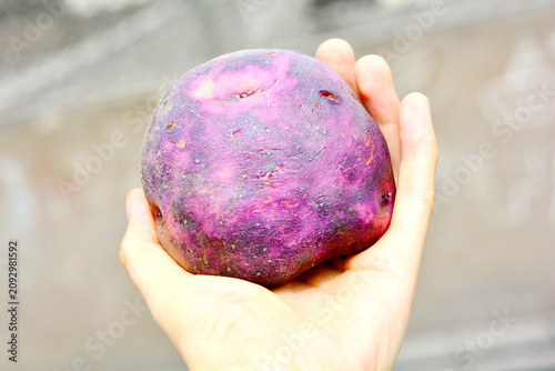 Hands holding purple peruvian potato.