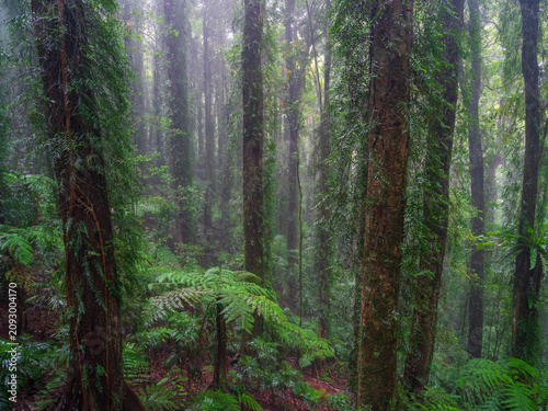 Misty Rainforest Scene