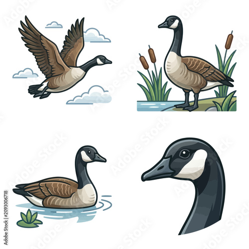 Canada goose in various poses.
