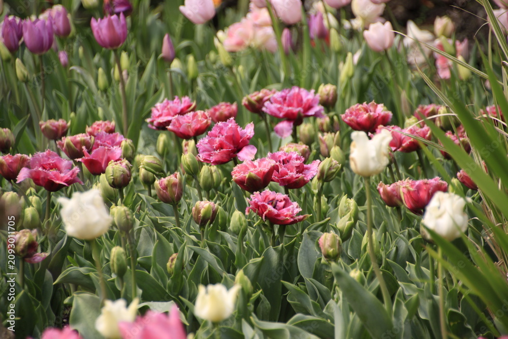 Fototapeta premium Pink and white double tulip garden with buds and layered petals in bloom