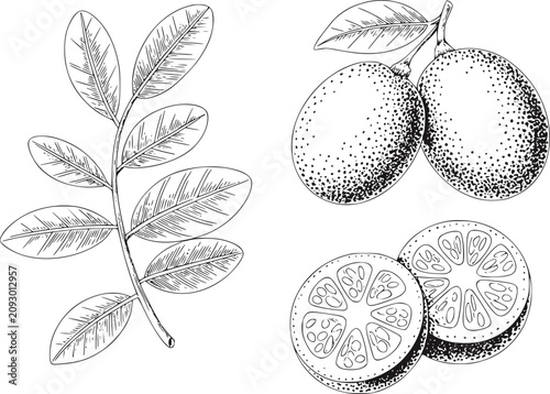 Fotografía 枝に付いたキンカンとスライスされた実のヴィンテージ植物イラスト