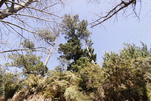 Bild auf Leinwand Tall conifer and mixed forest on steep vegetated hillside with dense underbrush