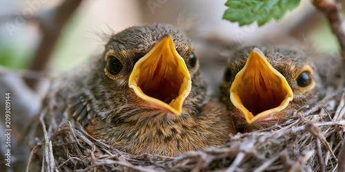 Baby Birds With Mouths Open in a Nest