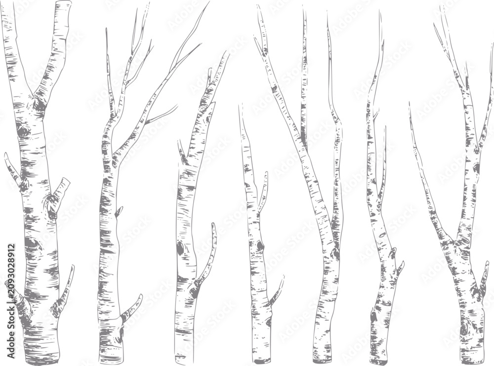 Fototapeta premium Collection of hand-drawn birch tree trunks and branches