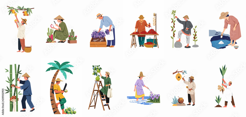Fototapeta premium Collection of diverse illustrations showing traditional agricultural practices, harvesting exotic fruits, spices, honey, salt, and vegetables by local farmers in flat design style.