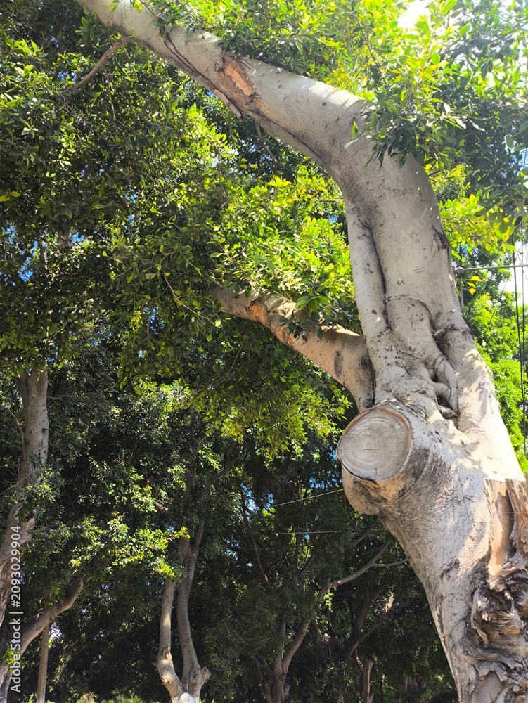 Fototapeta premium tree in the park