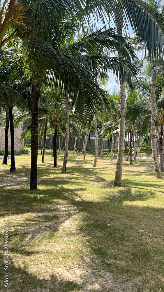 Fototapeta premium palm tree