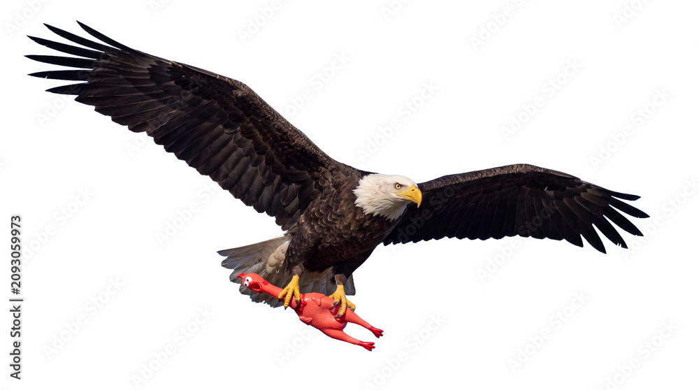 Obraz premium Bald eagle flying with a chicken in its claws on a isolated background