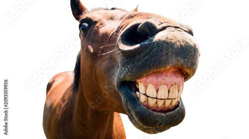 Canvastavla Comical horse portrait with a humorous expression and a wide open mouth