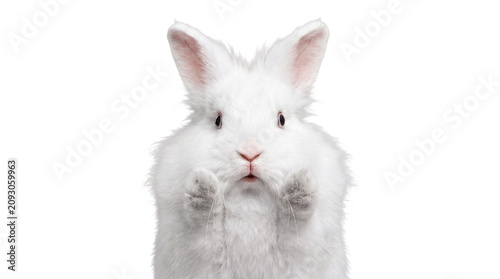 Fotografie Adorable white rabbit with fluffy fur on isolated background
