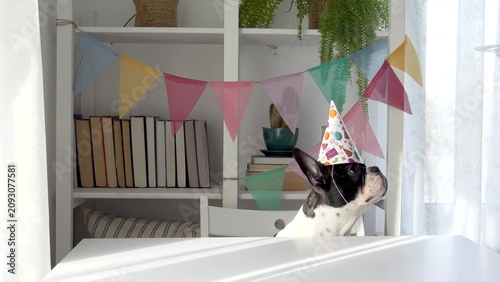 Cute dog in a festive paper party hat