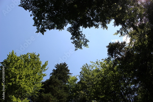 Foto Cime des arbres et ciel bleu dans une forêt du haut-Doubs (Malbuisson, vers la S