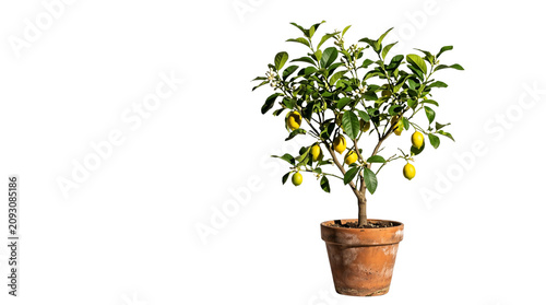 Potted lemon tree with ripe yellow fruit, indoor citrus plant in terracotta clay pot, organic home gardening and mediterranean decor on white background