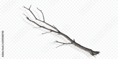 Tableau sur toile Broken tree branch with isolated textured botanical woodland environment seasona