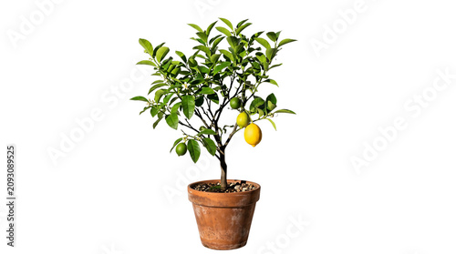 Lemon tree in terracotta pot, indoor citrus plant with yellow fruit, potted lemon sapling isolated on white background, mediterranean home garden decor