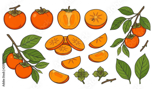 Billede på lærred Premium hand drawn Fuyu persimmon vector pack with fresh kaki fruit botanical el