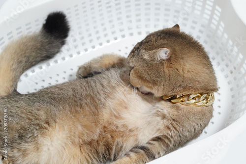 Billede på lærred Cat gold chain brown fur lying white basket relaxed pet domestic cute playful sh