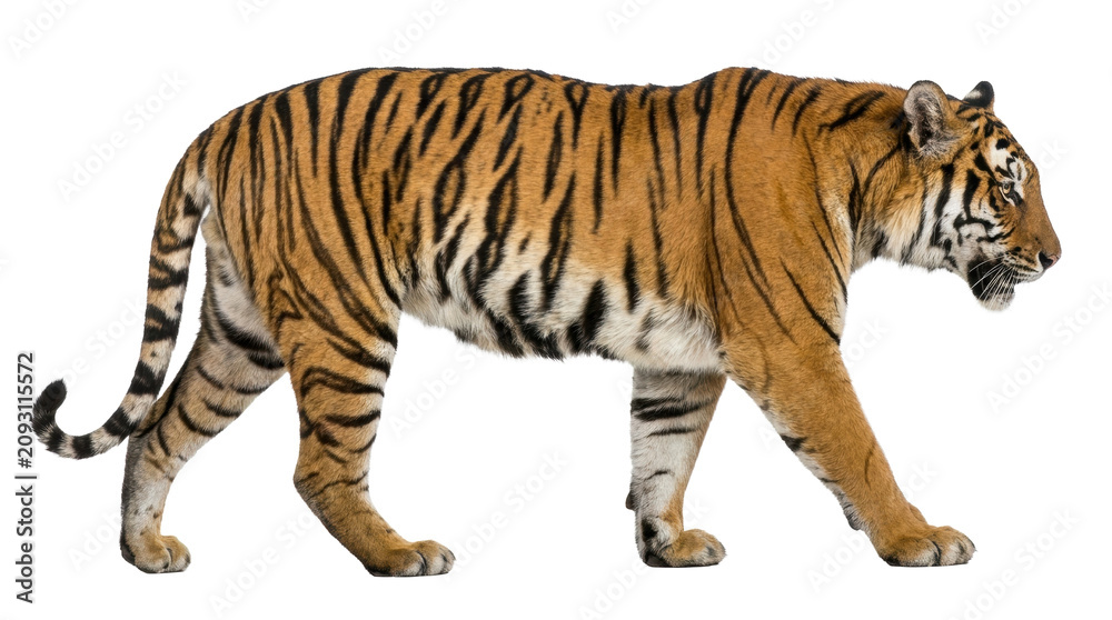 Obraz premium Majestic Tiger Stroll: A powerful tiger, with its iconic striped fur, walks confidently across a plain, its presence commanding attention in its wild habitat.