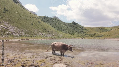 Brown Cow Standing in an Alpine Lake with Mountain Landscape on a Cloudy Summer Day