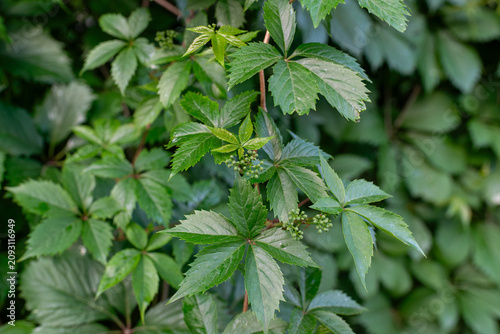 Tableau sur toile Virginia creeper, Parthenocissus quinquefolia, displaying distinctive five-part leaves and small developing green flower clusters on reddish climbing stems