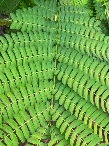 Close-up Detail of Lush Green Pinnate Tree Leaves Texture and Pattern
