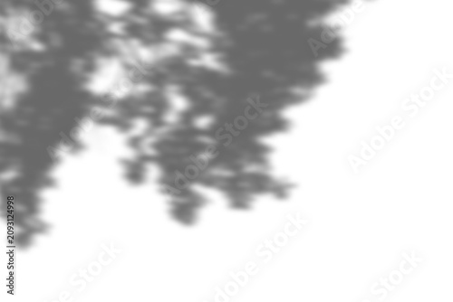 Leaves shadow overlay effect isolated on transparent background.  abstract natural tree leaves shadow on wall background