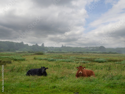 Healthy looking cows rest in a grassy field under cloudy skies.. Tall green grass surrounds them. Distant hills and trees appear in the background. The scene feels calm and serene. Farming industry.
