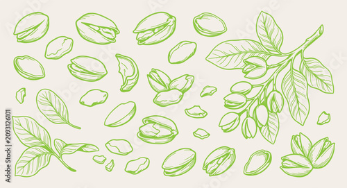 Green pistachio nuts doodle background, healthy vegan snack line art pattern, raw ingredient sketch illustration, fitness nutrition seamless texture, superfood agriculture icon set, vegetarian diet el