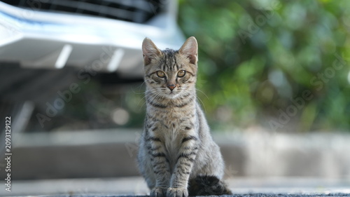 Photography One adorable wild cat sitting in the garden for resting