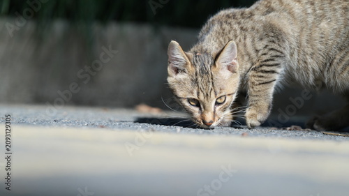 Photography One adorable wild cat sitting in the garden for resting