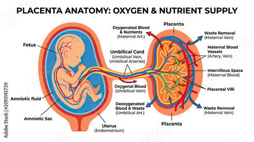 Foto Placenta Anatomy: Fetus, Umbilical Cord, Oxygen & Nutrient Supply