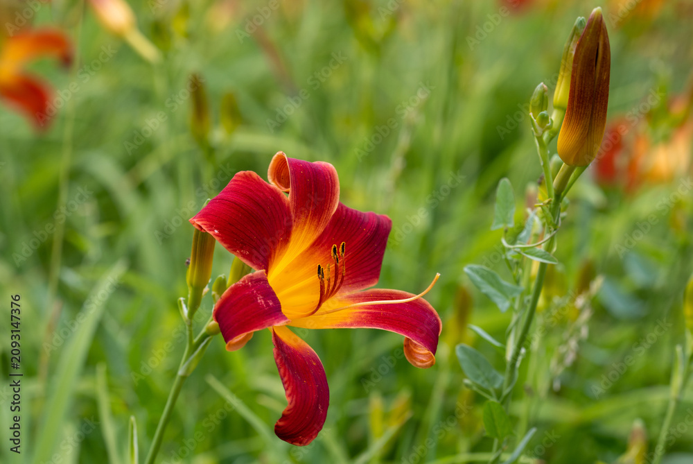 Fototapeta premium Blooming lilies. Beautiful flowers delight the eye in the garden.