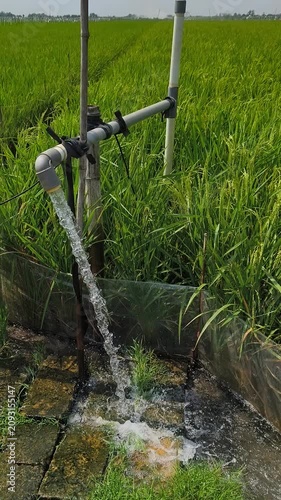 Irrigation of rice fields using pump wells with the technique of pumping water from the ground to flow into the rice fields. The pumping station where water is pumped from a irrigation canal system.