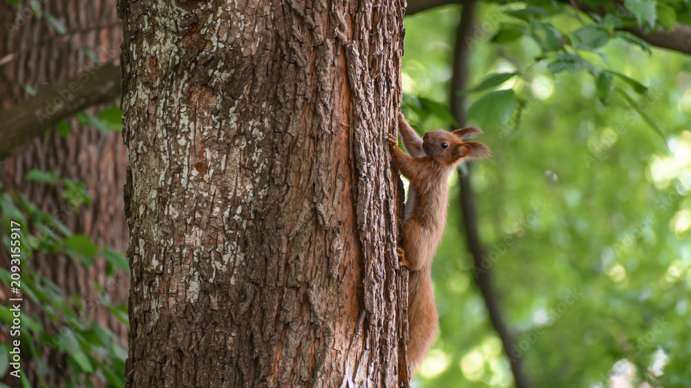 Obraz premium Close-up of a European red squirrel climbing a tree trunk, fauna and flora, wild animals