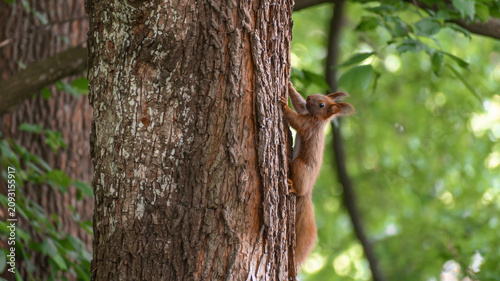 Photography Close-up of a European red squirrel climbing a tree trunk, fauna and flora, wild