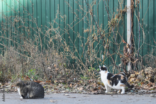 Photography Tabby and Calico Cats Looking at Dry Bushes in Front of Green Fence