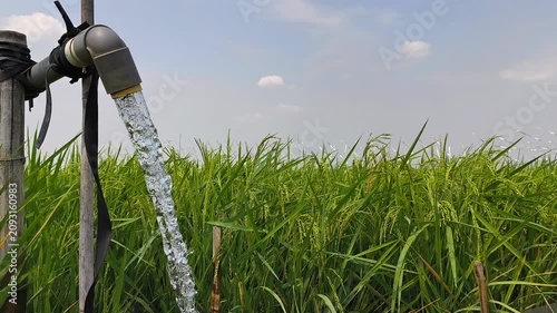 Irrigation of rice fields using pump wells with the technique of pumping water from the ground to flow into the rice fields. The pumping station where water is pumped from a irrigation canal system.