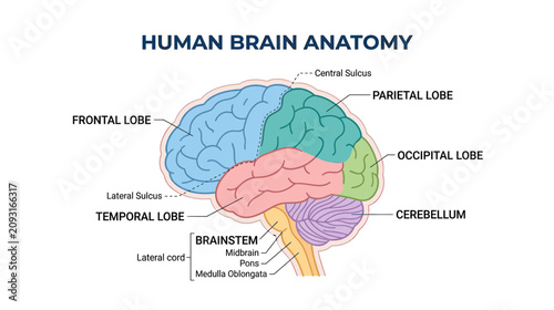 Schilderij op canvas Human Brain Anatomy Labeled Diagram - Frontal, Parietal, Temporal, Occipital Lob