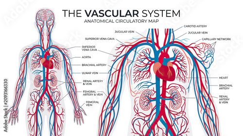 Obraz na płótnie Human Vascular System Anatomical Circulatory Map with Heart and Veins
