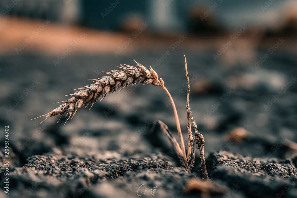 Obraz premium Close-up of a solitary wheat stalk growing in dry, cracked earth, symbolizing resilience and agriculture