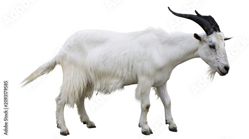 Cuadro en lienzo White goat with long shaggy fur and curved horns