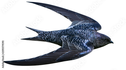 Tableau sur toile Dark swift bird with patterned feathers in flight