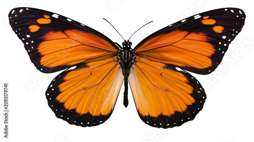 Tableau sur toile Orange monarch butterfly with black and white markings
