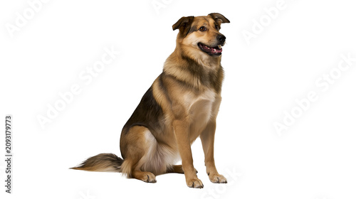 Photography Medium-sized mixed breed dog sitting attentively