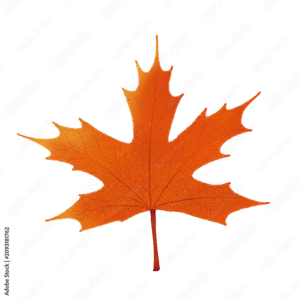 Fototapeta premium Maple