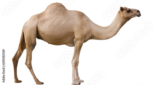 Fotografie Dromedary camel with one hump standing profile view